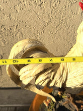 Load image into Gallery viewer, Large 16 Inch Country Farmhouse Decorative Resin Rooster Kitchen Statue
